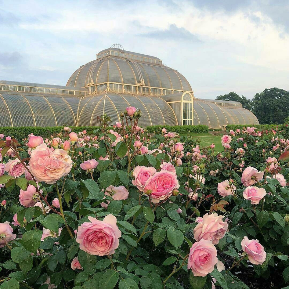 Aesthetic Kitchen Garden Ideas Images