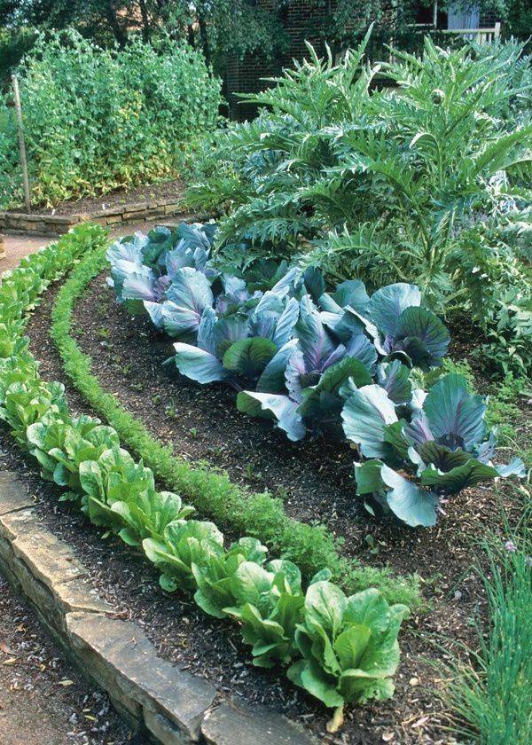Decorative Vegetable Garden Ideas Stylish Green