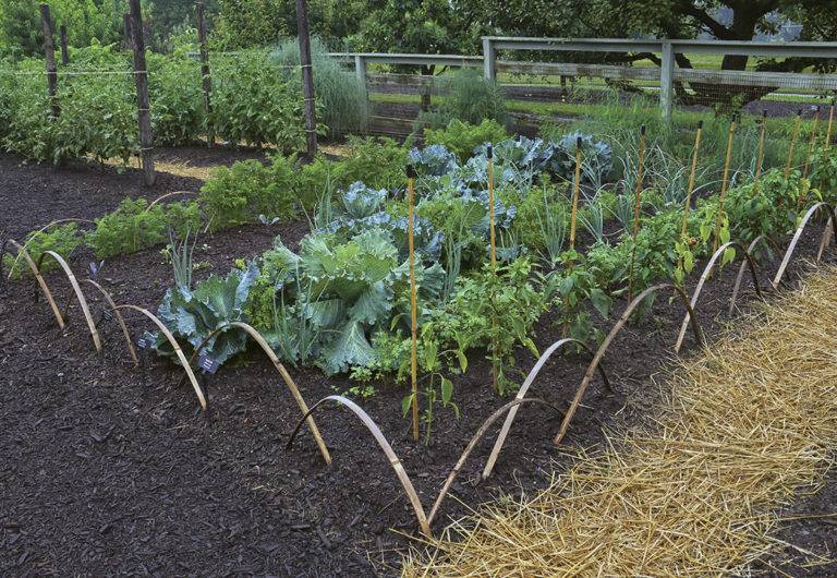 Ornamental Vegetable Gardens