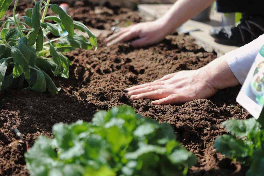 An Edible Garden Modern Design