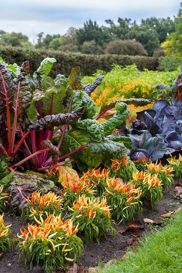 Vegetable Gardening Tips