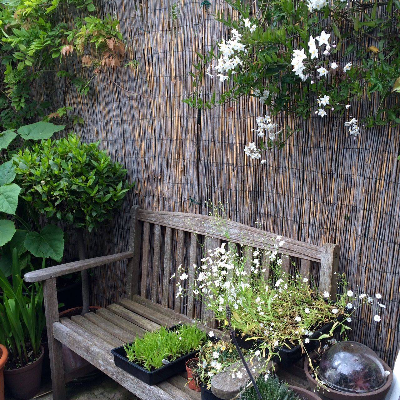 Long Narrow Garden Design Pictures