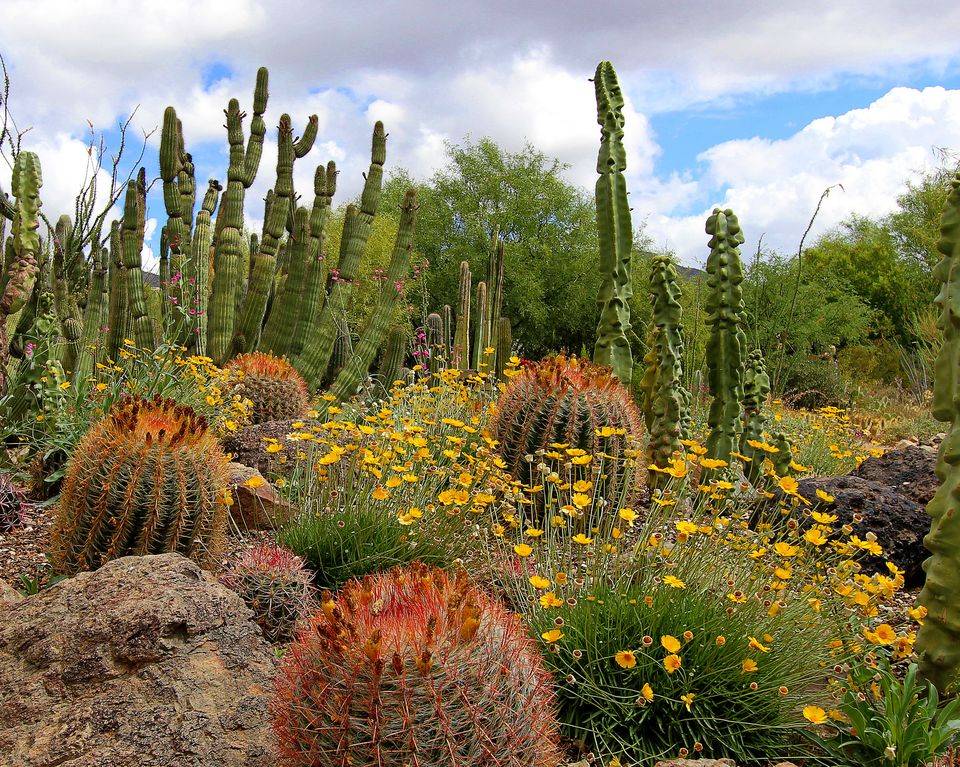Cheap Desert Backyard Landscaping Ideas Drought Tolerant Gardens