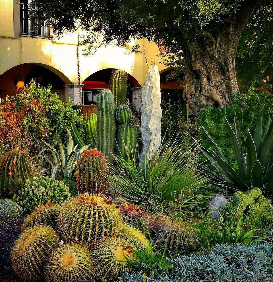 Cheap Desert Backyard Landscaping Ideas Drought Tolerant Gardens