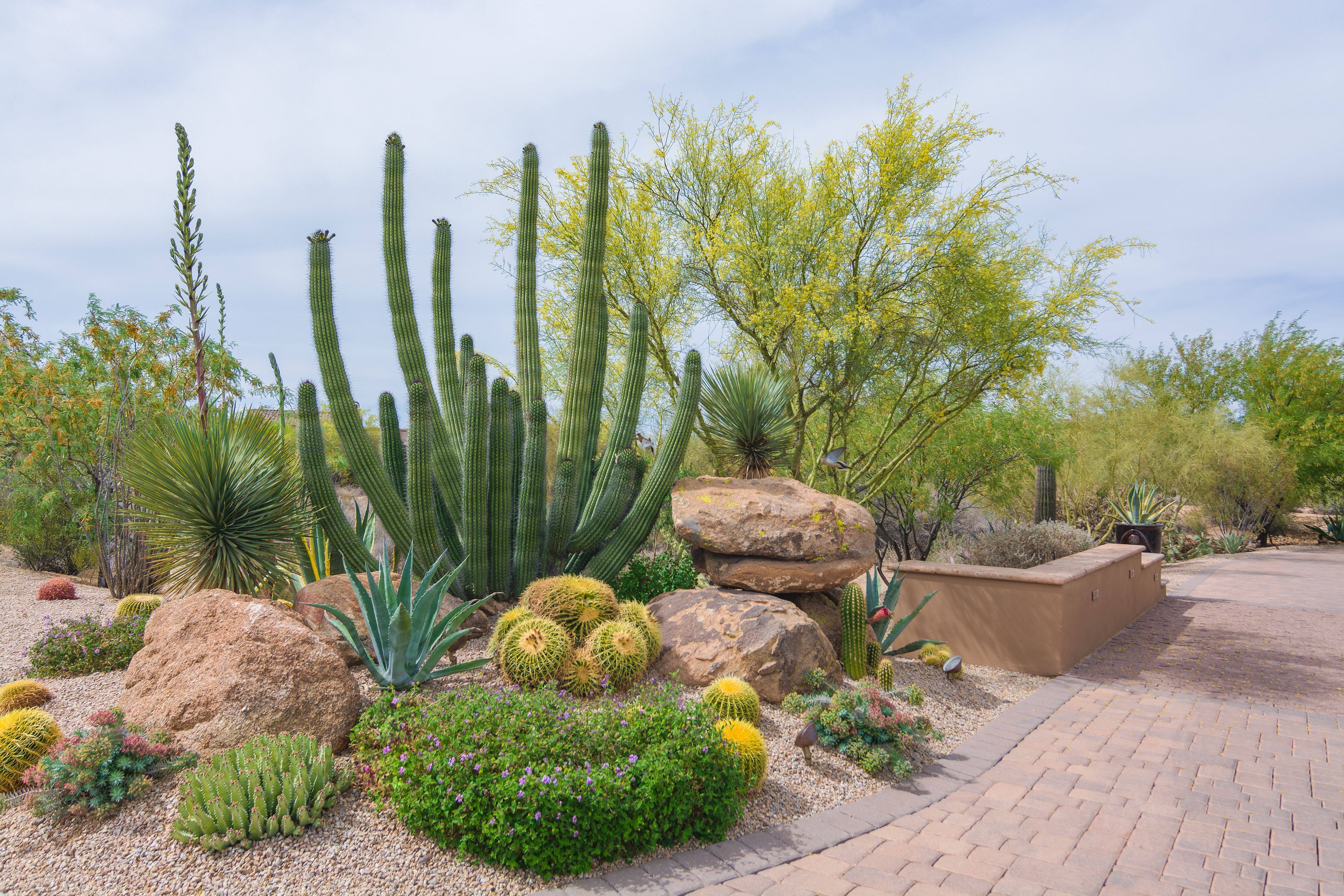 Desertfriendly Landscaping Ideas