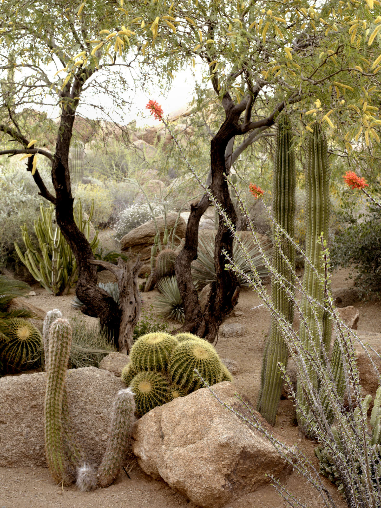 Astounding Beautiful Desert Garden Design Ideas