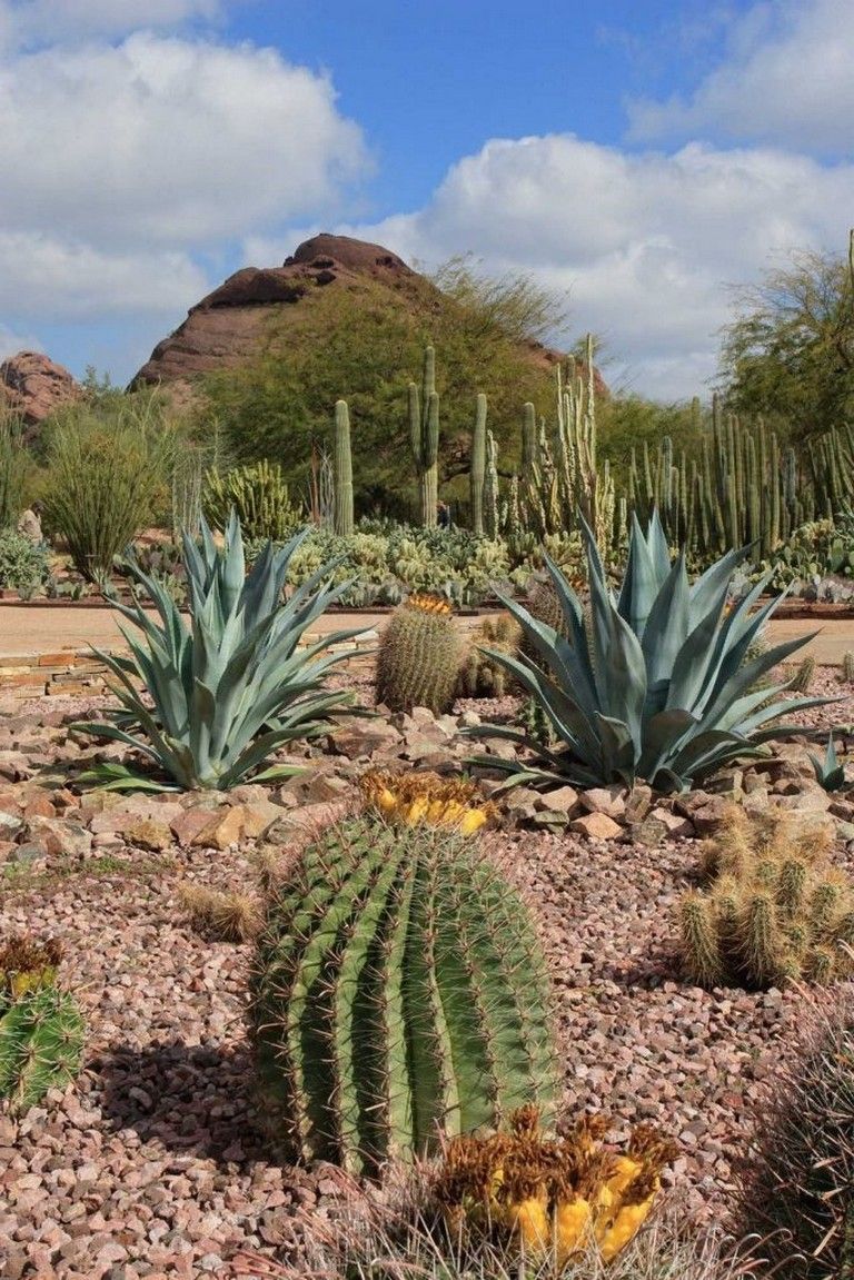 Stunning Desert Garden Ideas