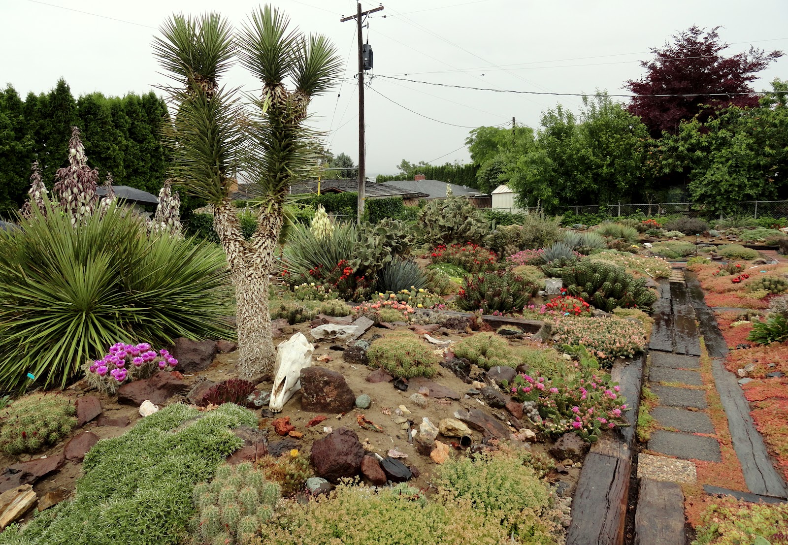 Beautiful Desert Garden Design Ideas