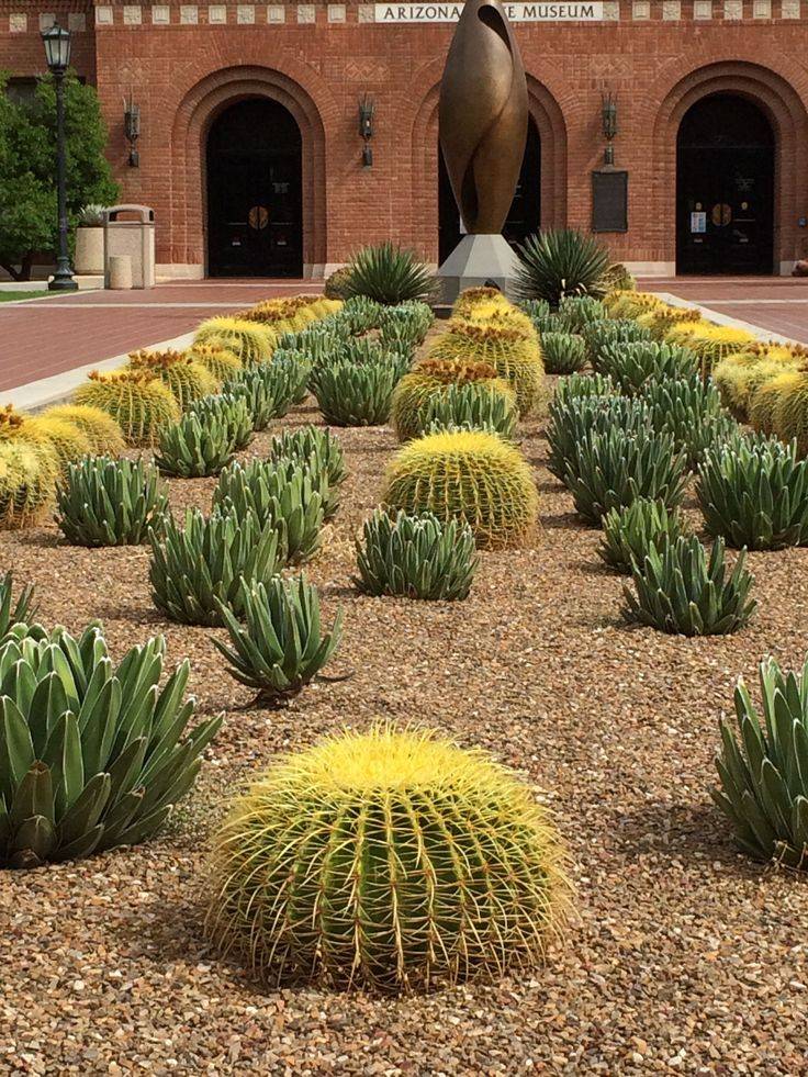 Beautiful Cactus Garden Ideas