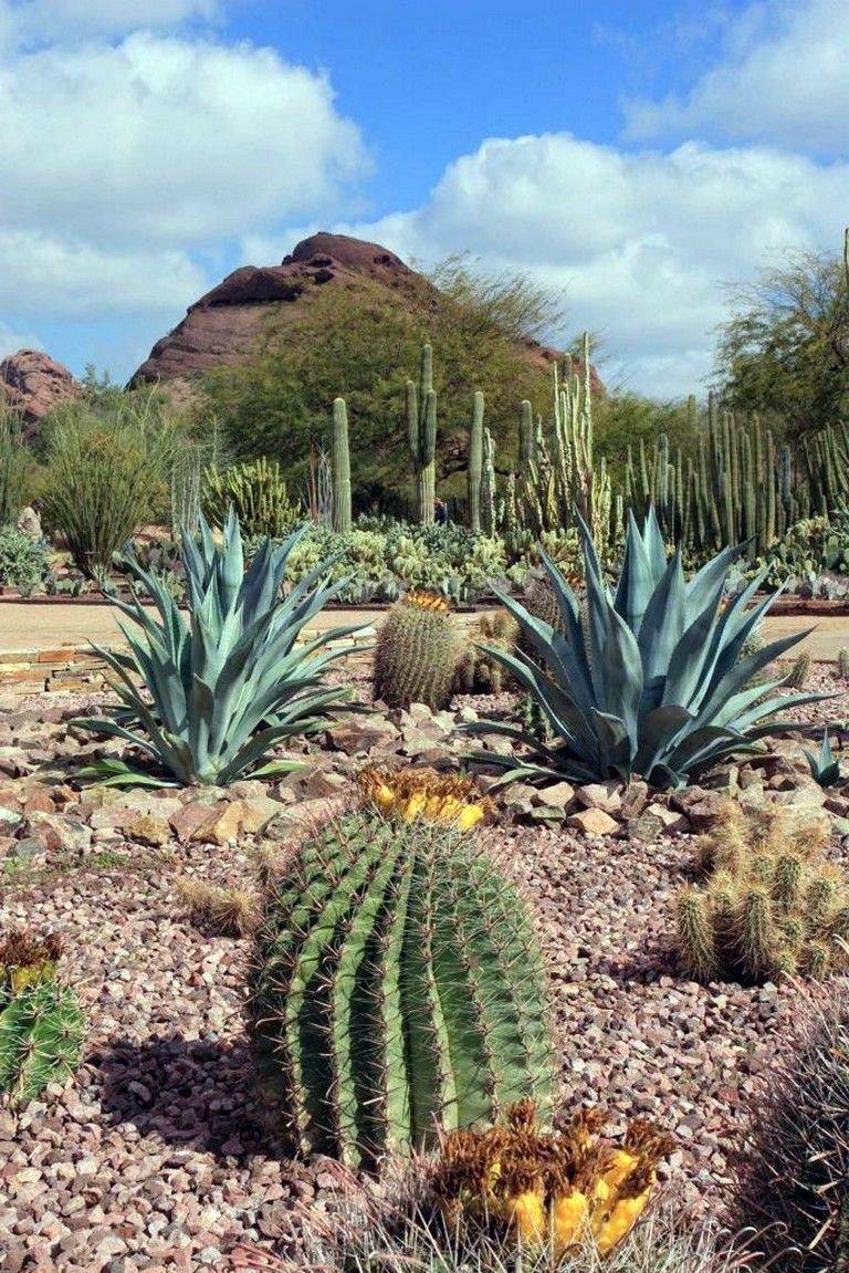 Desert Foothills Landscape