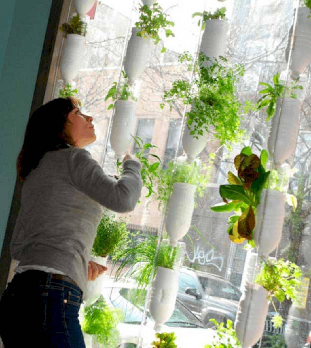 Indoor Hydroponic Wall Garden