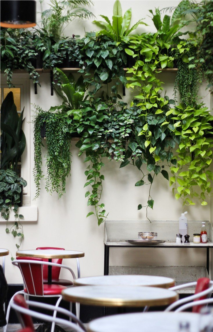 Interior Plants