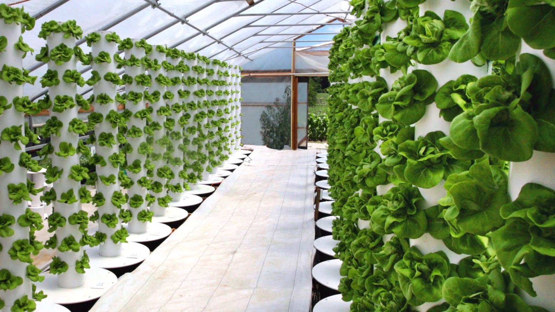 Indoor Gardening An Environment Friendly Thing Ideas