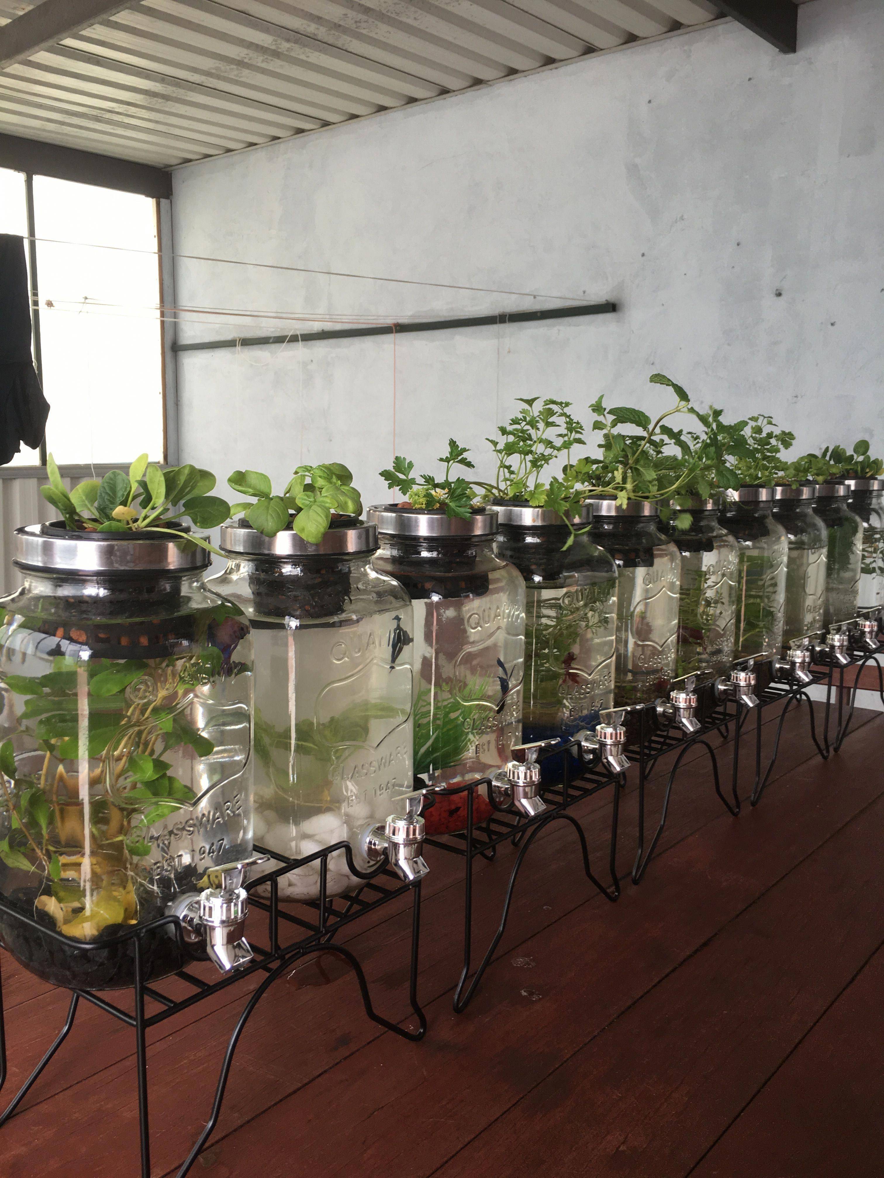 Simple Hydroponic Garden Ideas