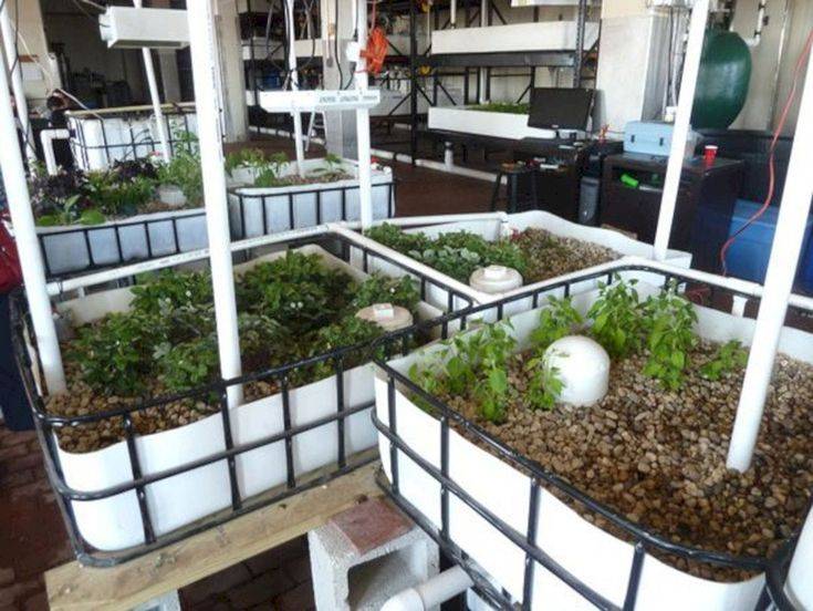Backyard Aquaponics
