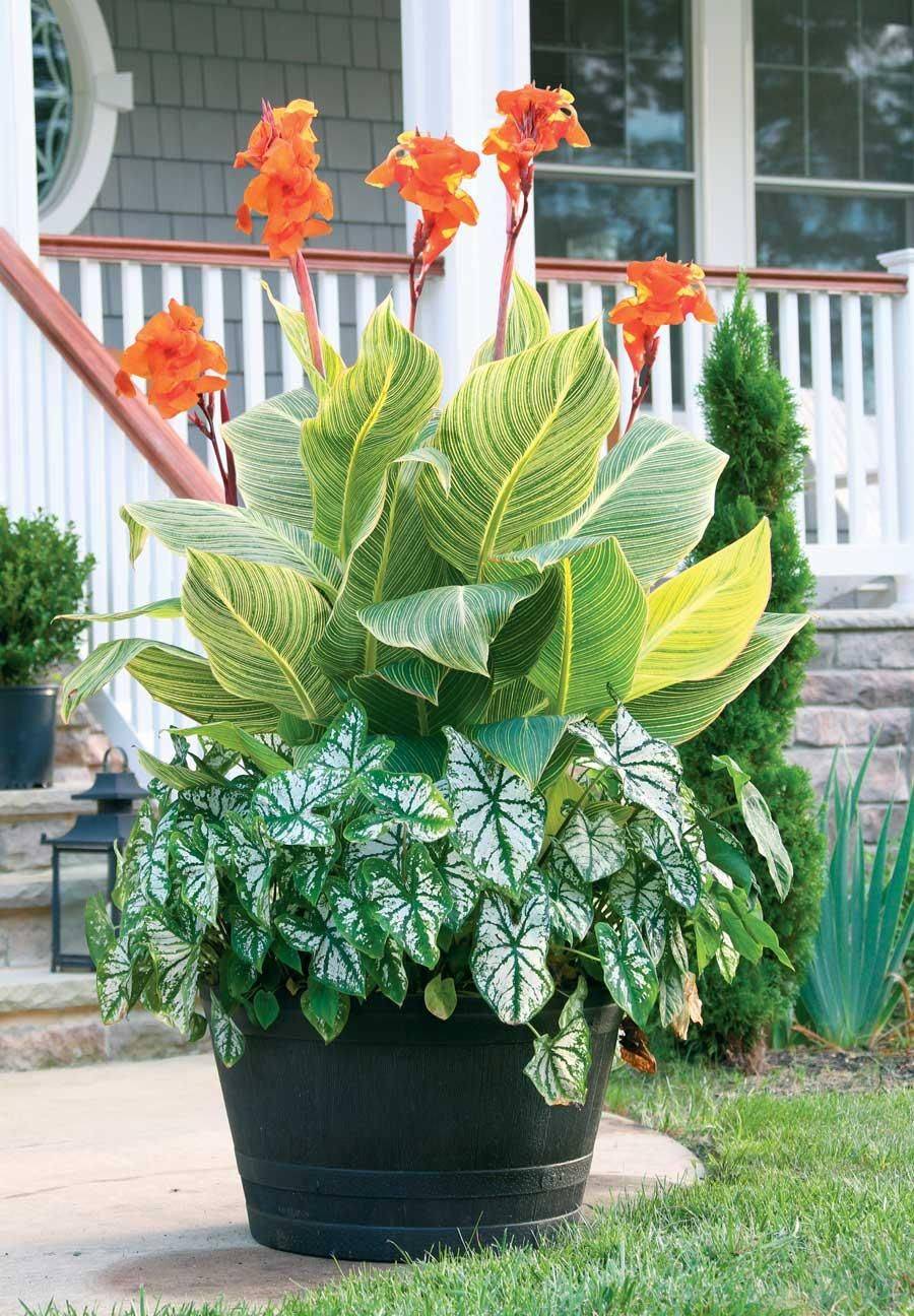 Ornamental Plants Ideas