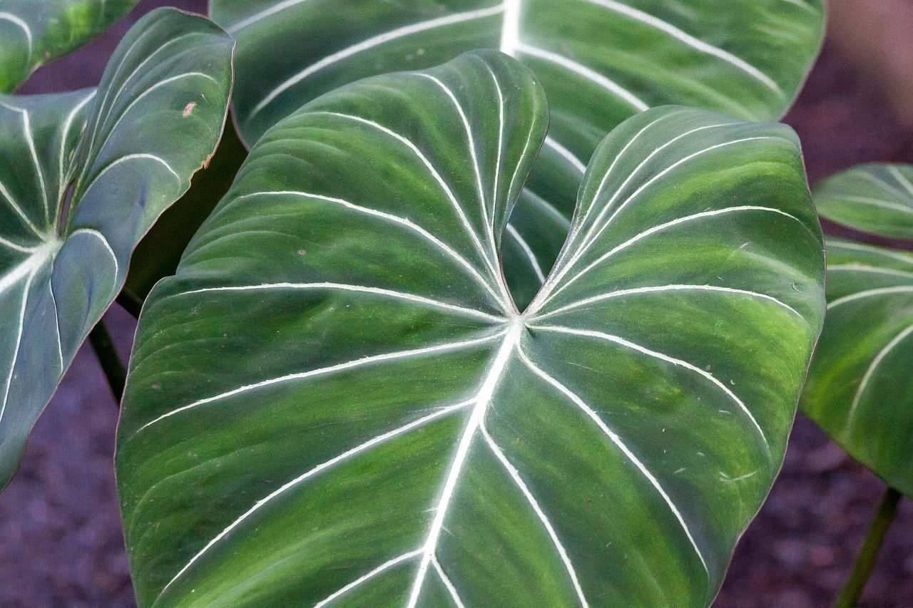 Dark Leaf Big Begonias