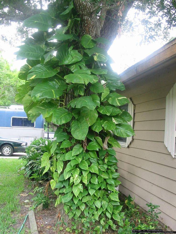 Tall Indoor Plants