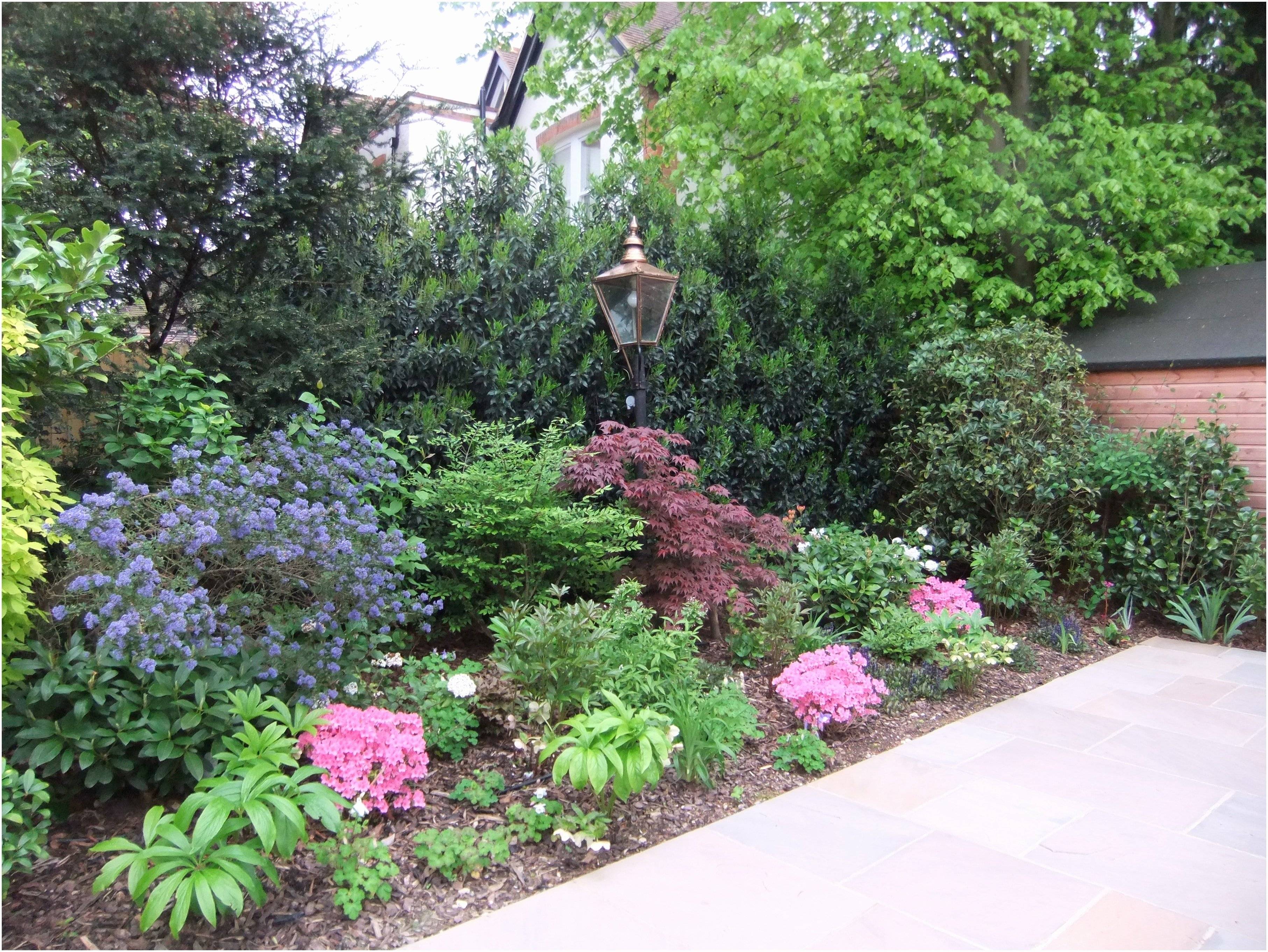 Low Maintenance Garden Designs Garden Club London
