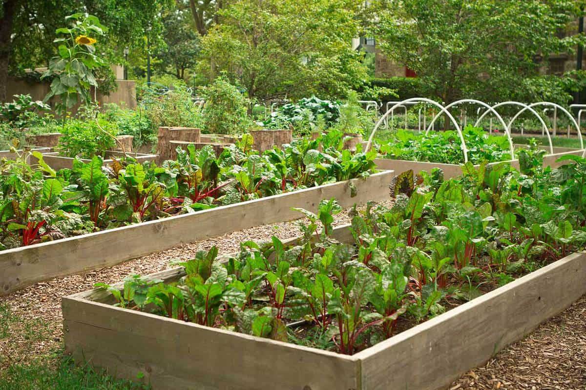 Beautiful Urban Permaculture Garden Example