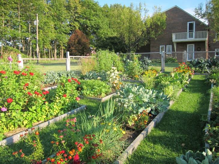 A City Vegetable Garden Gardening