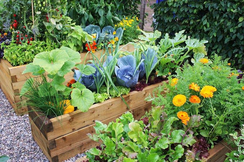 Great Looking Front Yard Veggie Garden