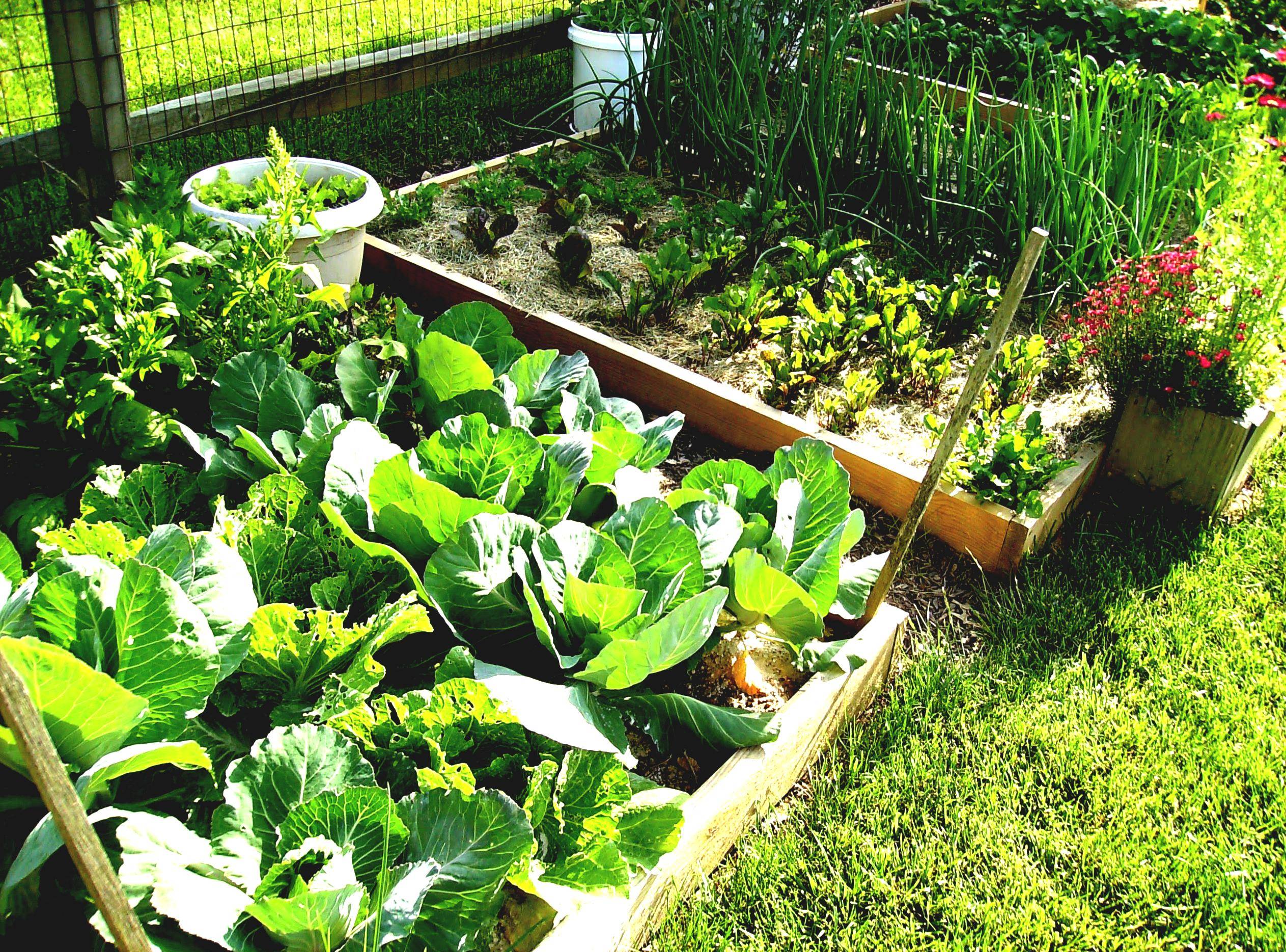 A Front Yard Veggie Garden