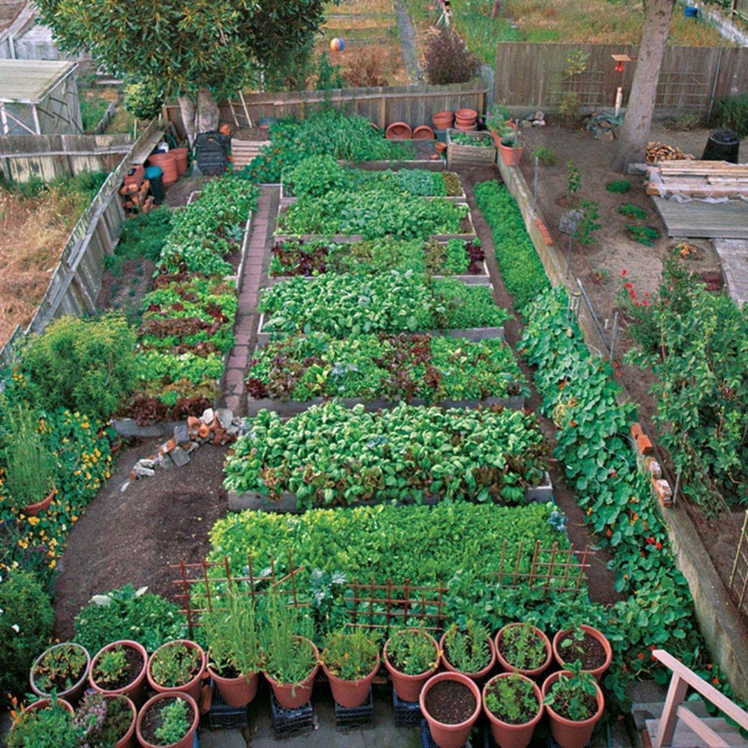 An Urban Vegetable Garden