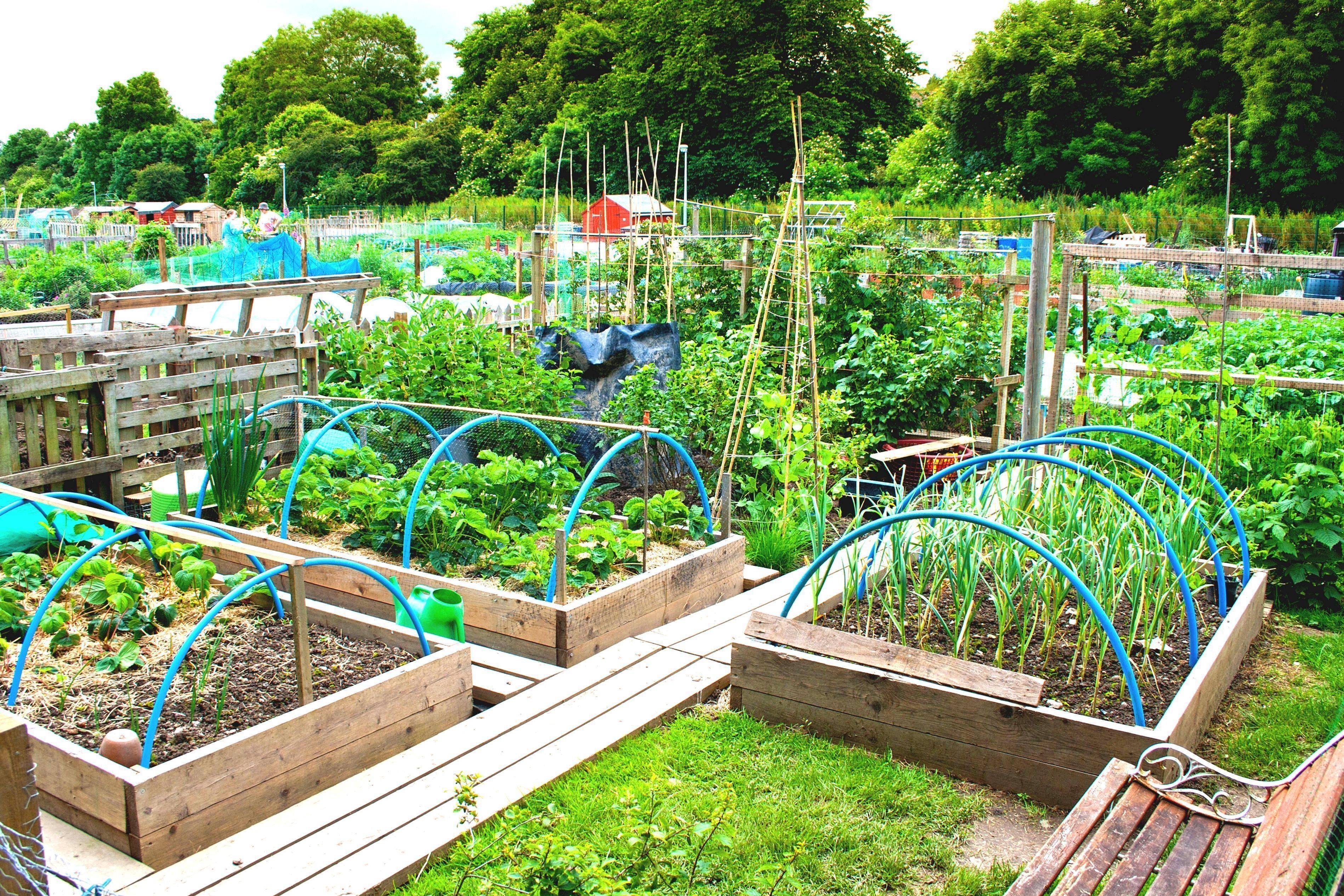 Urban Deck Vegetable Garden Hawk Haven