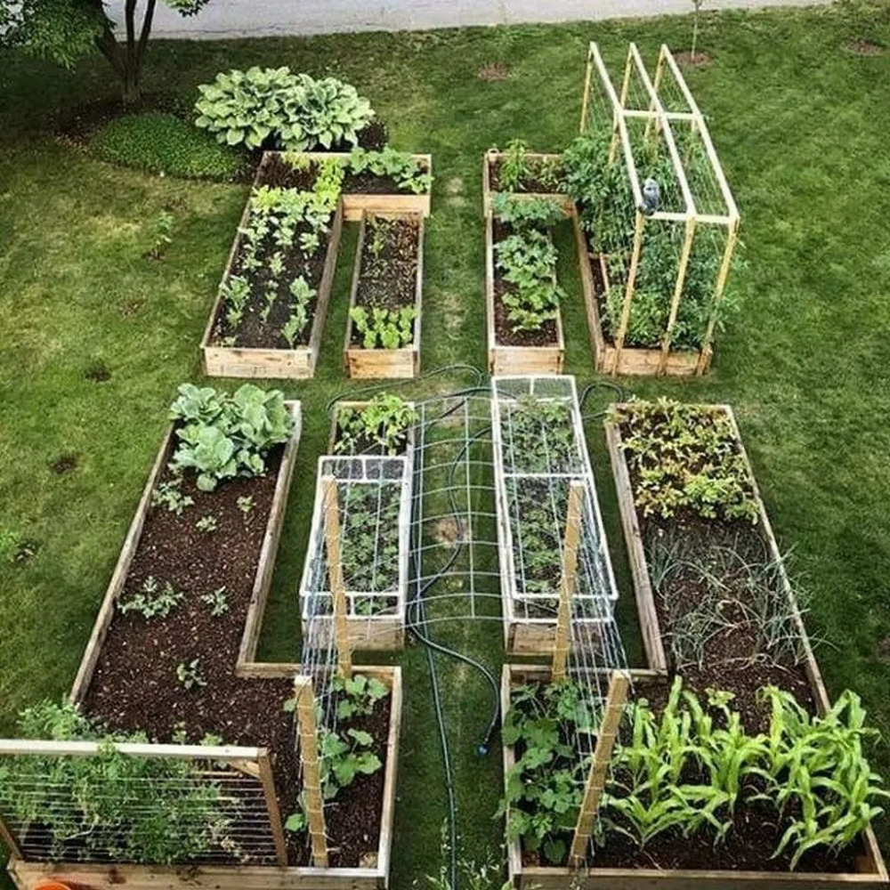 Urban Vegetable Garden Plans