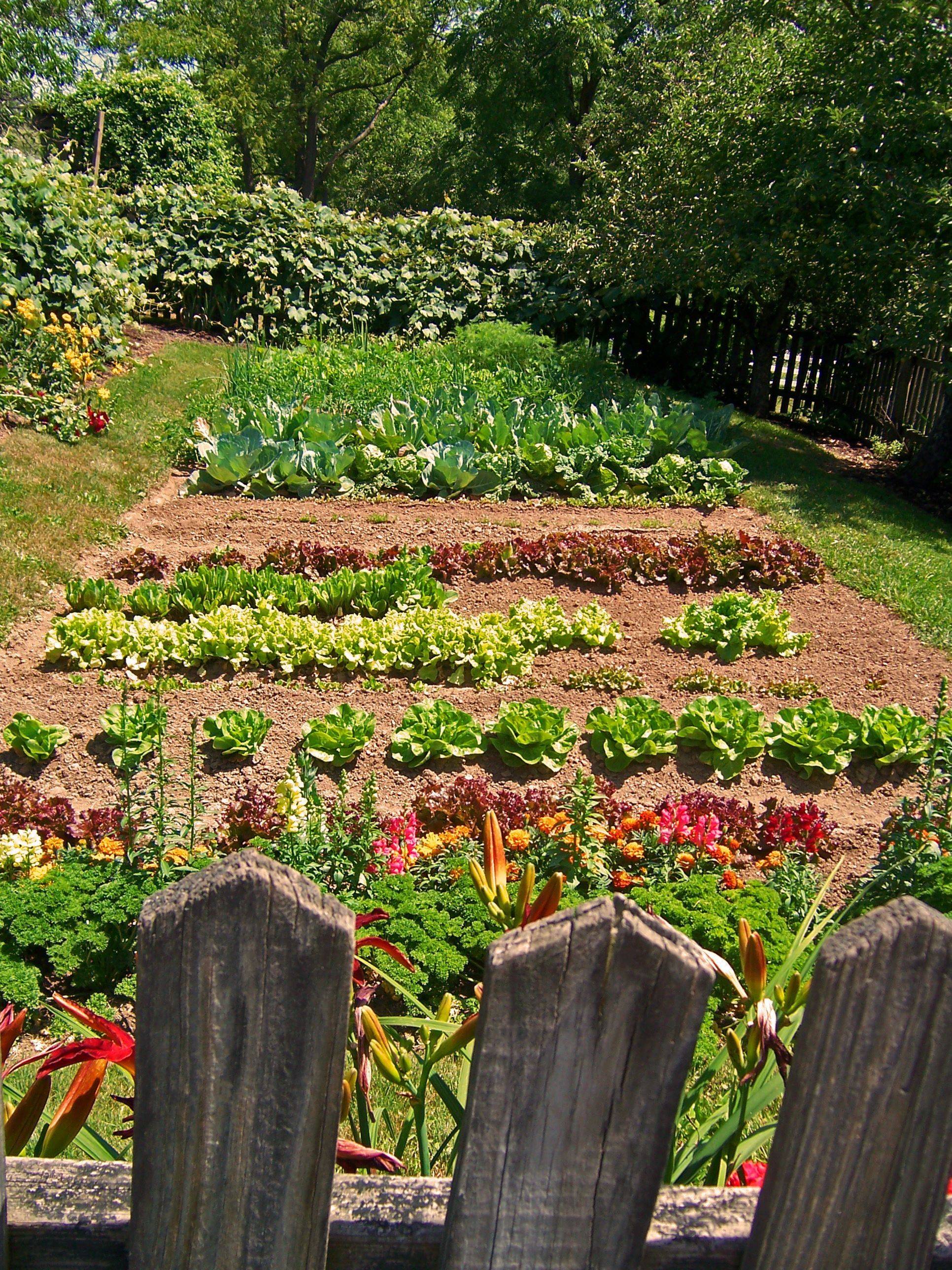 Stunning Backyard Vegetable Garden Design Ideas Homixovercom