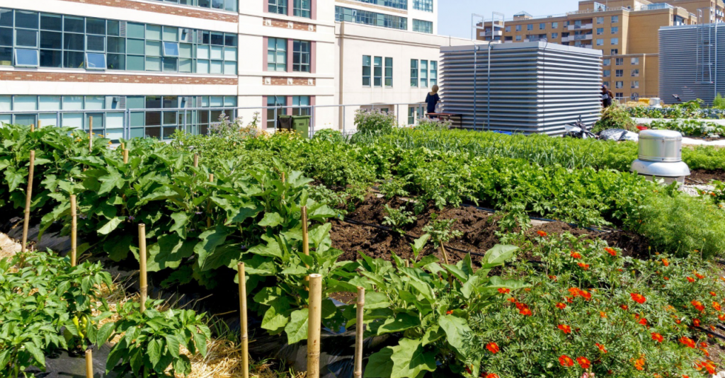 A Raised Bed City Vegetable Garden Vegetable Garden