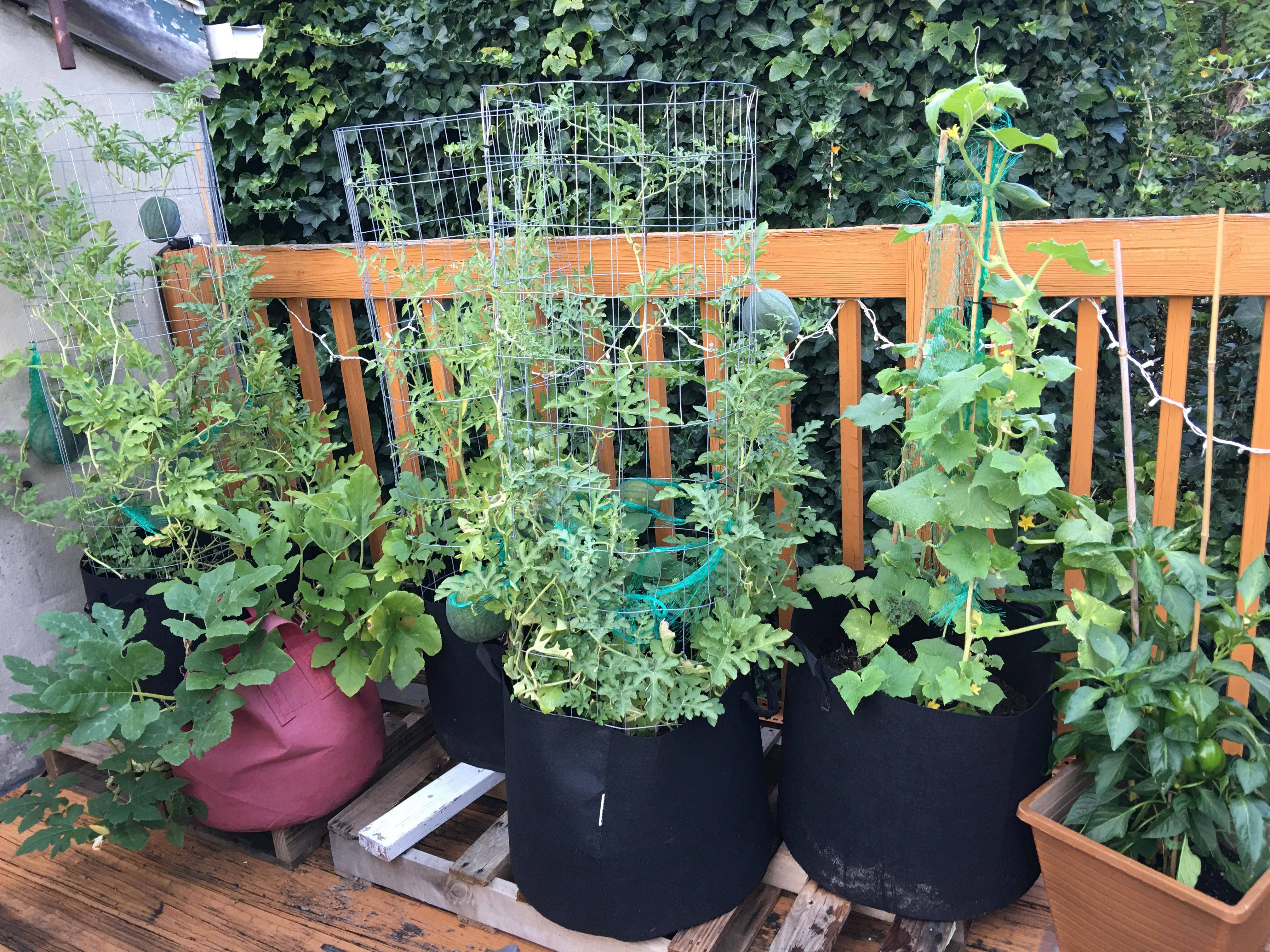 A City Vegetable Garden Gardening