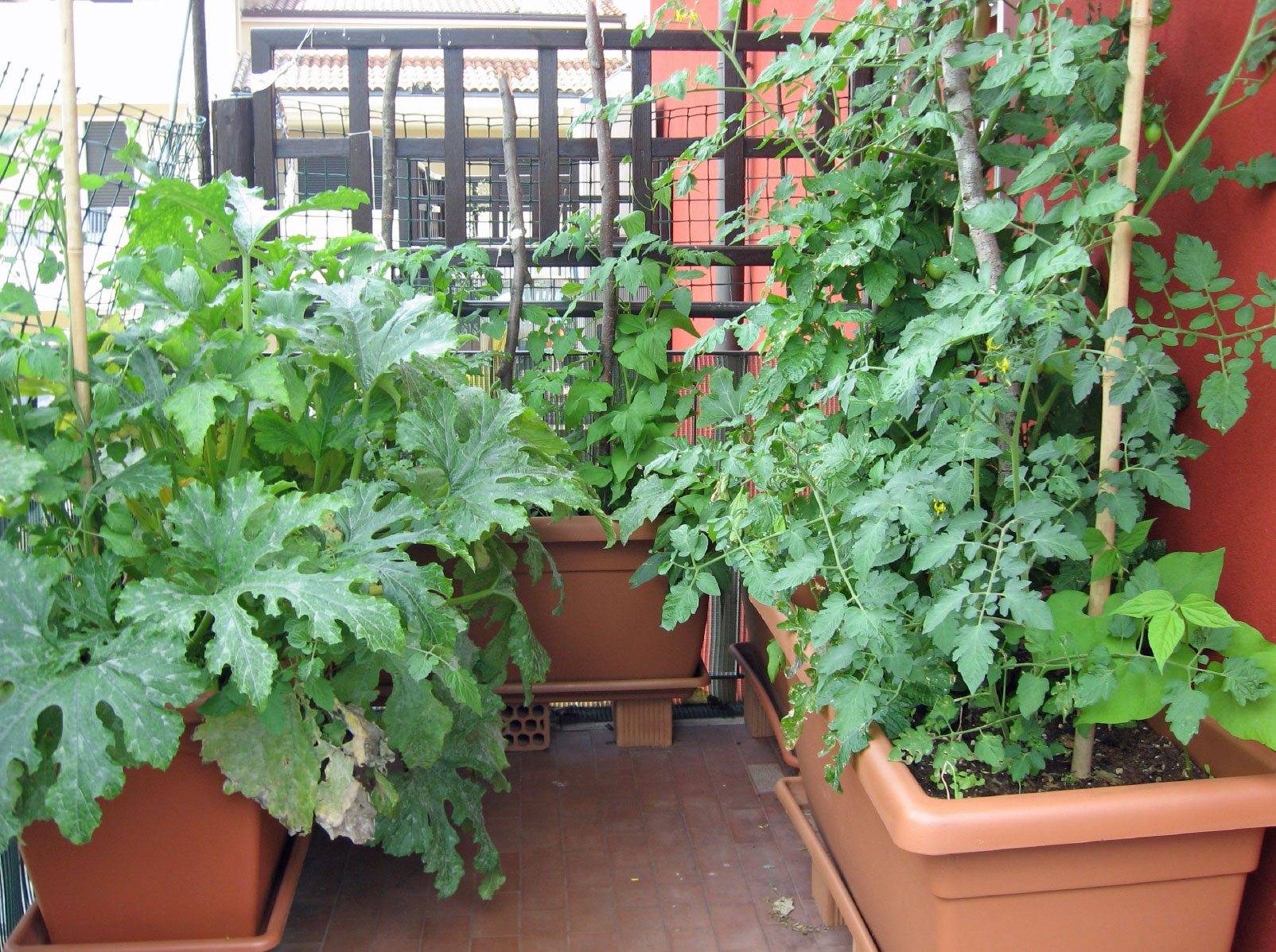 Your Vegetables