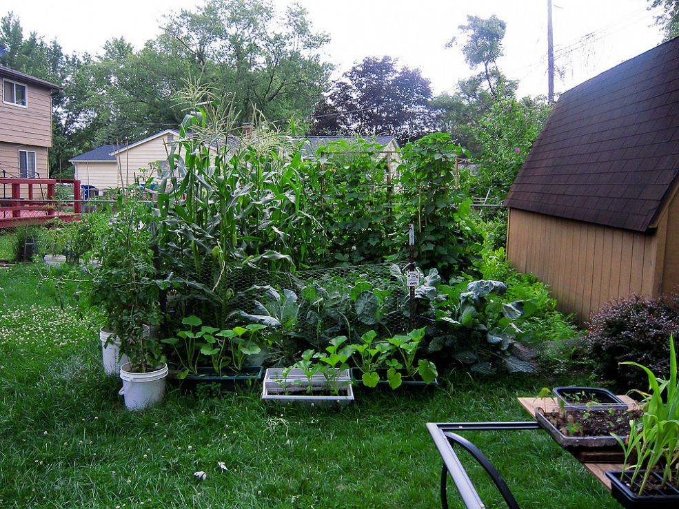 Vegetable Gardening