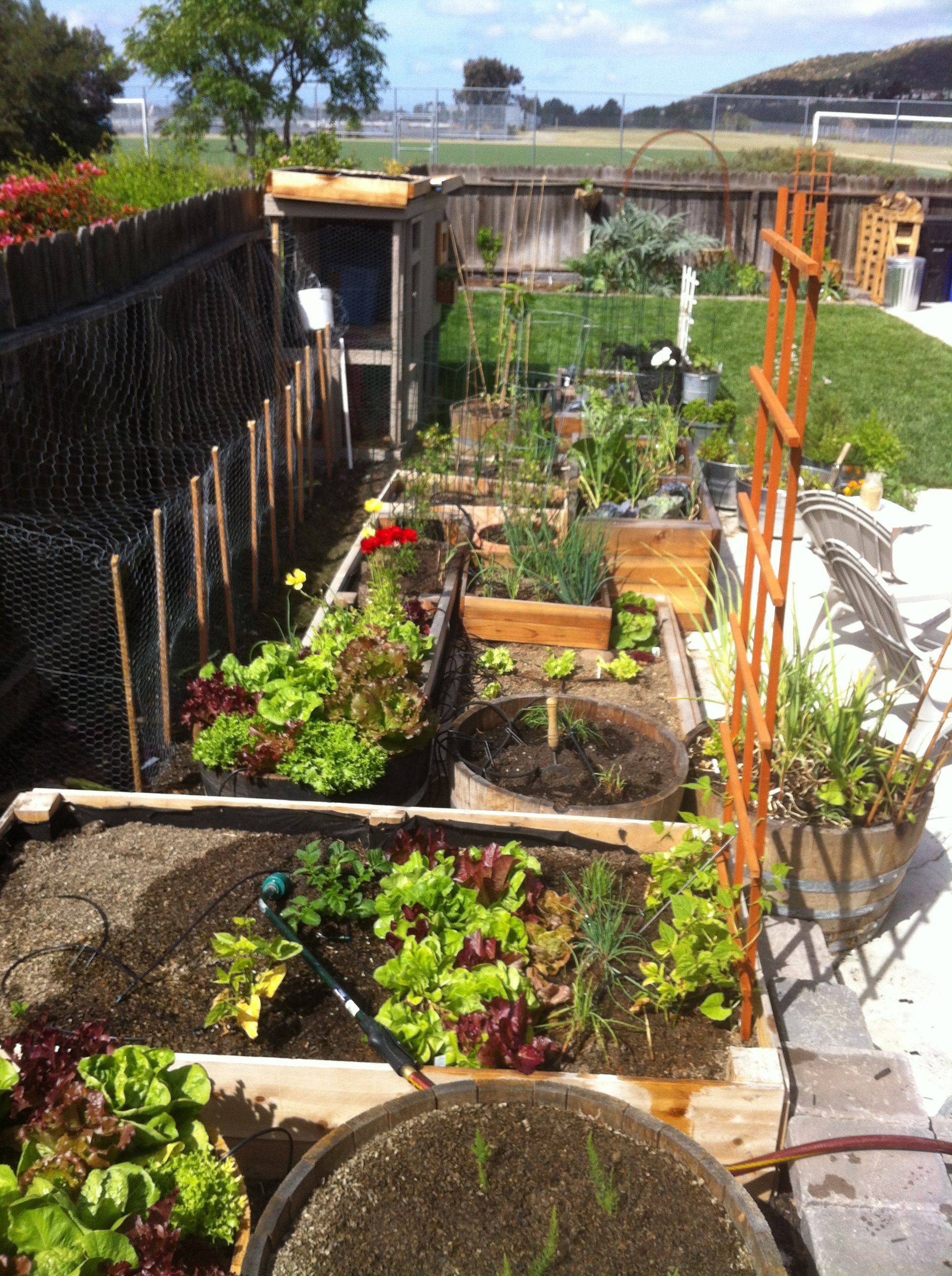 An Urban Vegetable Garden