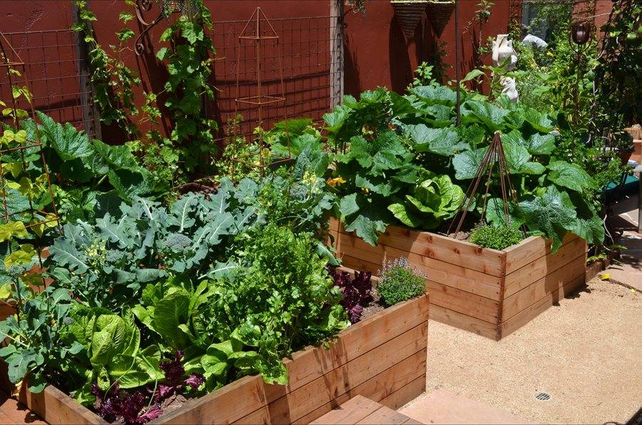 Urban Vegetable Garden Katherine Edmonds Garden Design
