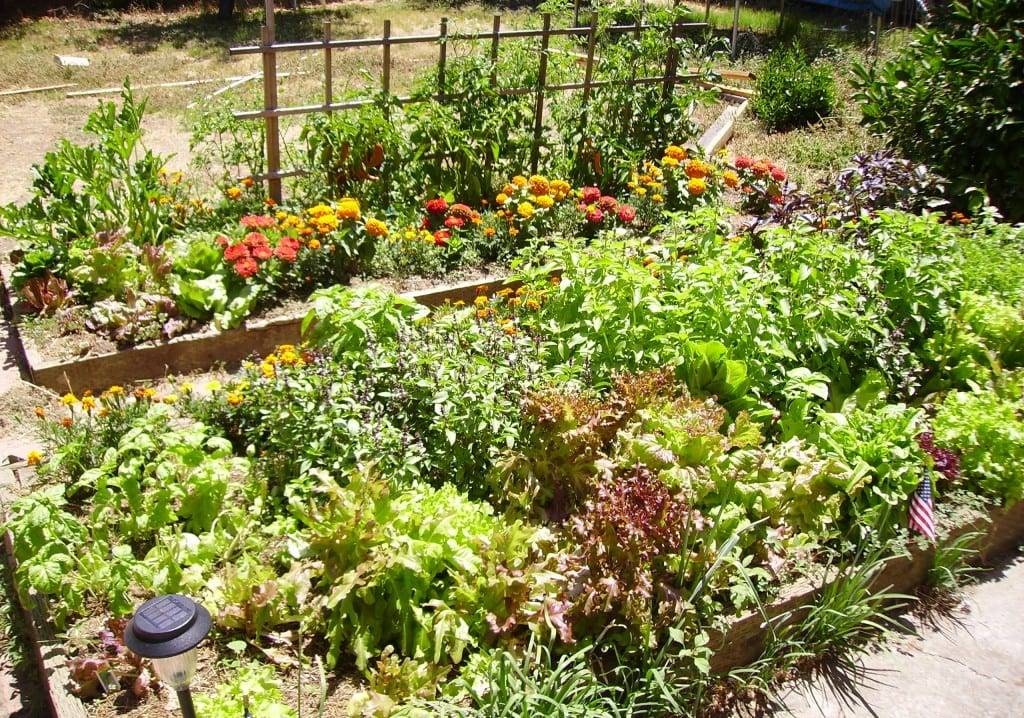Vegetables Landscaping Network