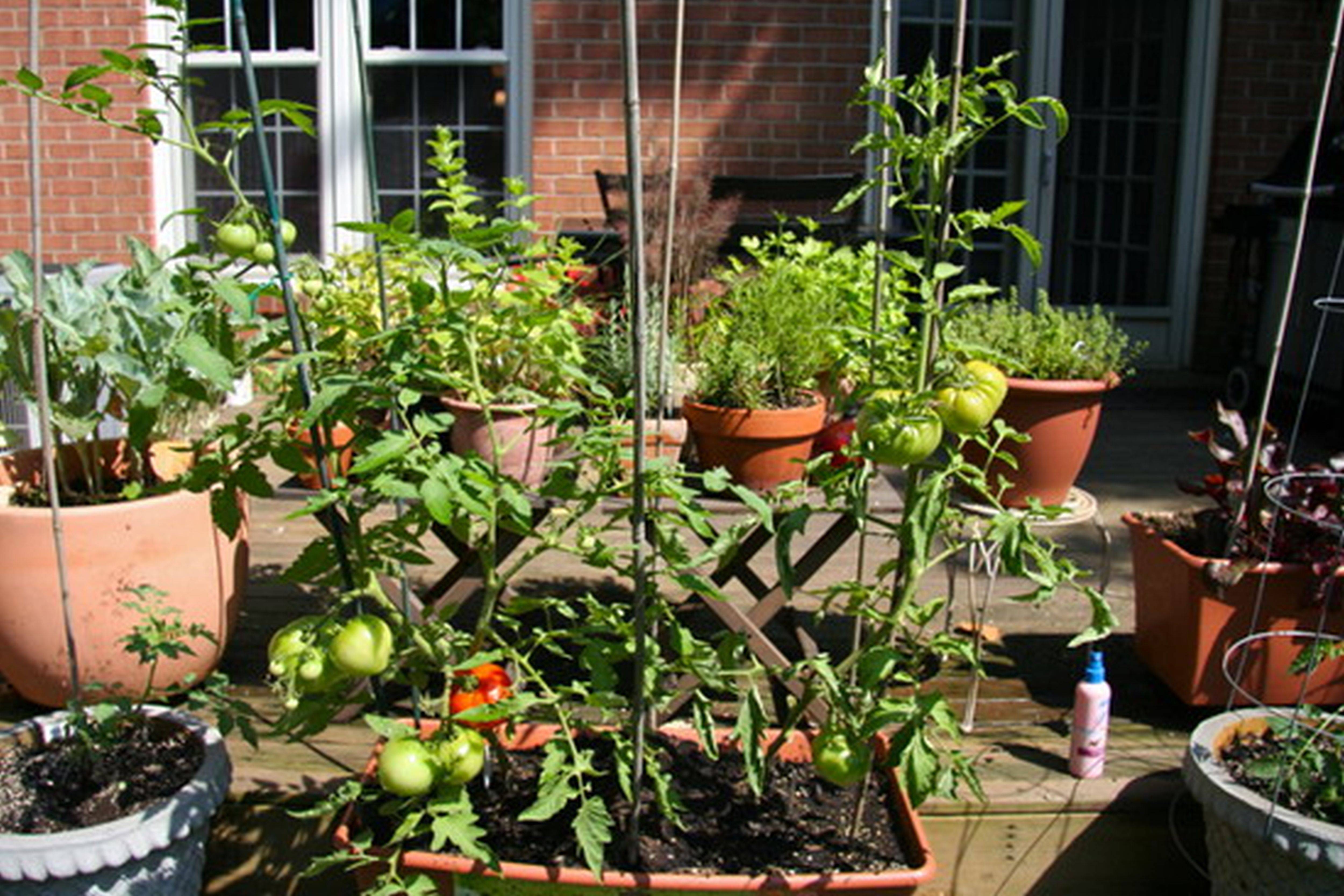An Urban Vegetable Garden