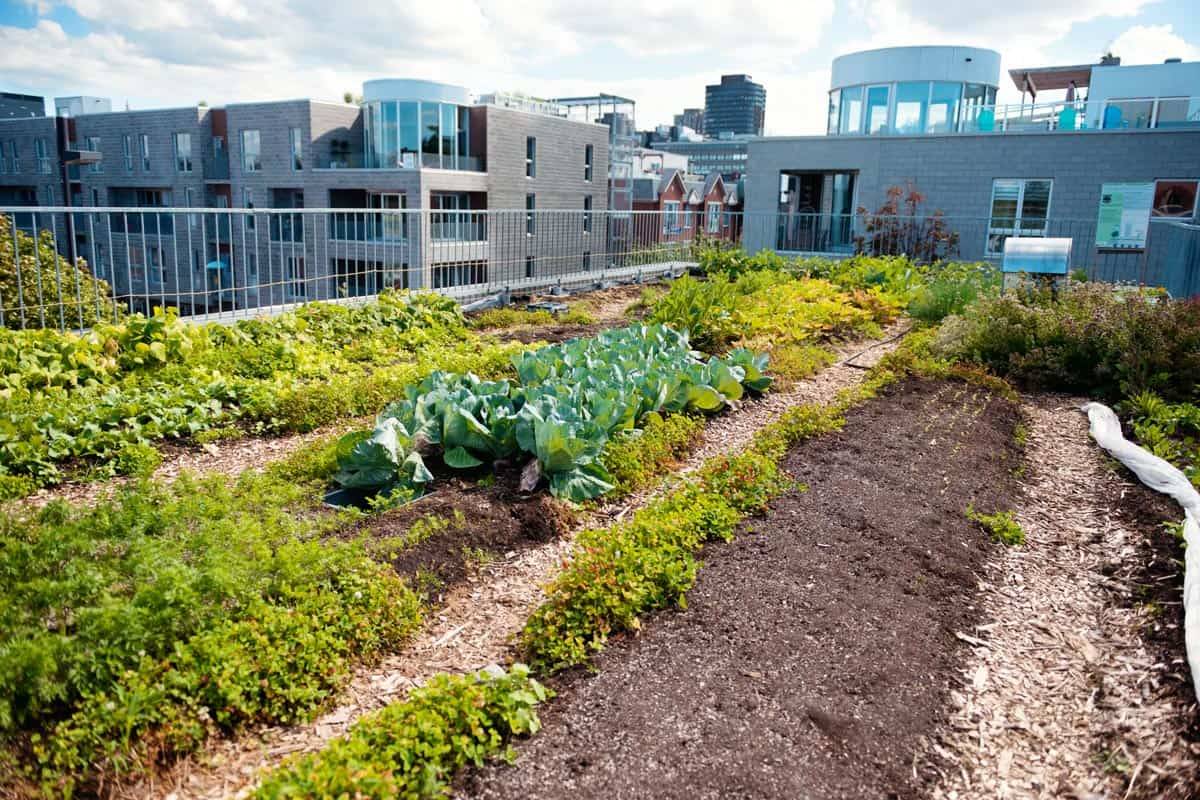 Awesome Rooftop Vegetable Garden Design Ideas