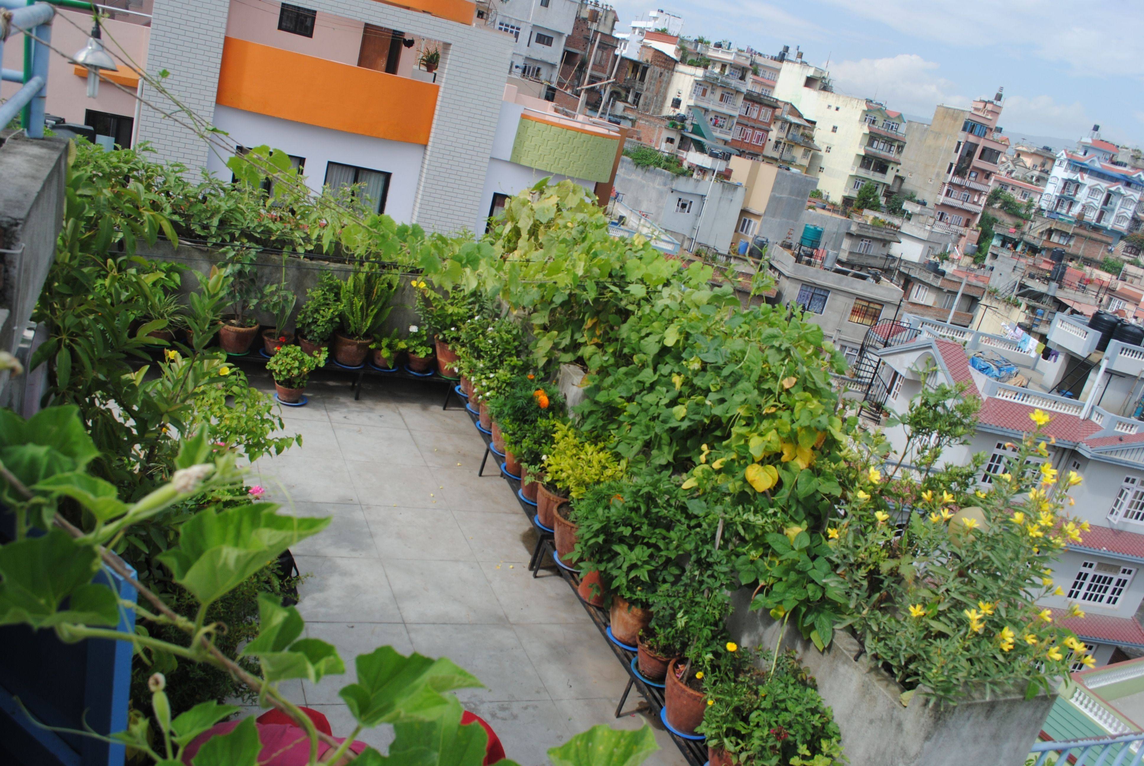 Rooftop Terrace Vegetable Garden Ideas Perfect Image Resource Duwikw