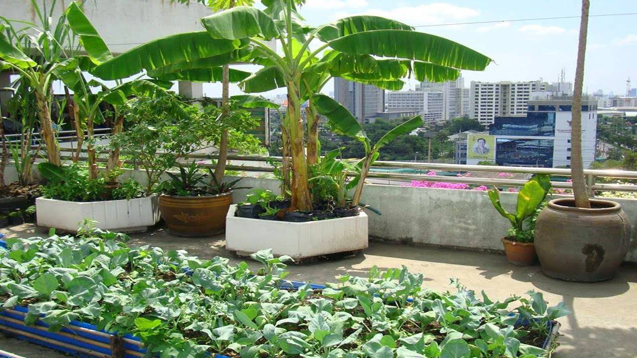 Rooftop Terrace Vegetable Garden Ideas Perfect Image Resource Duwikw