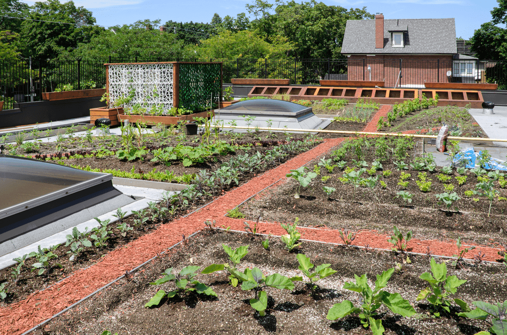 The Top Vegetable Garden Ideas