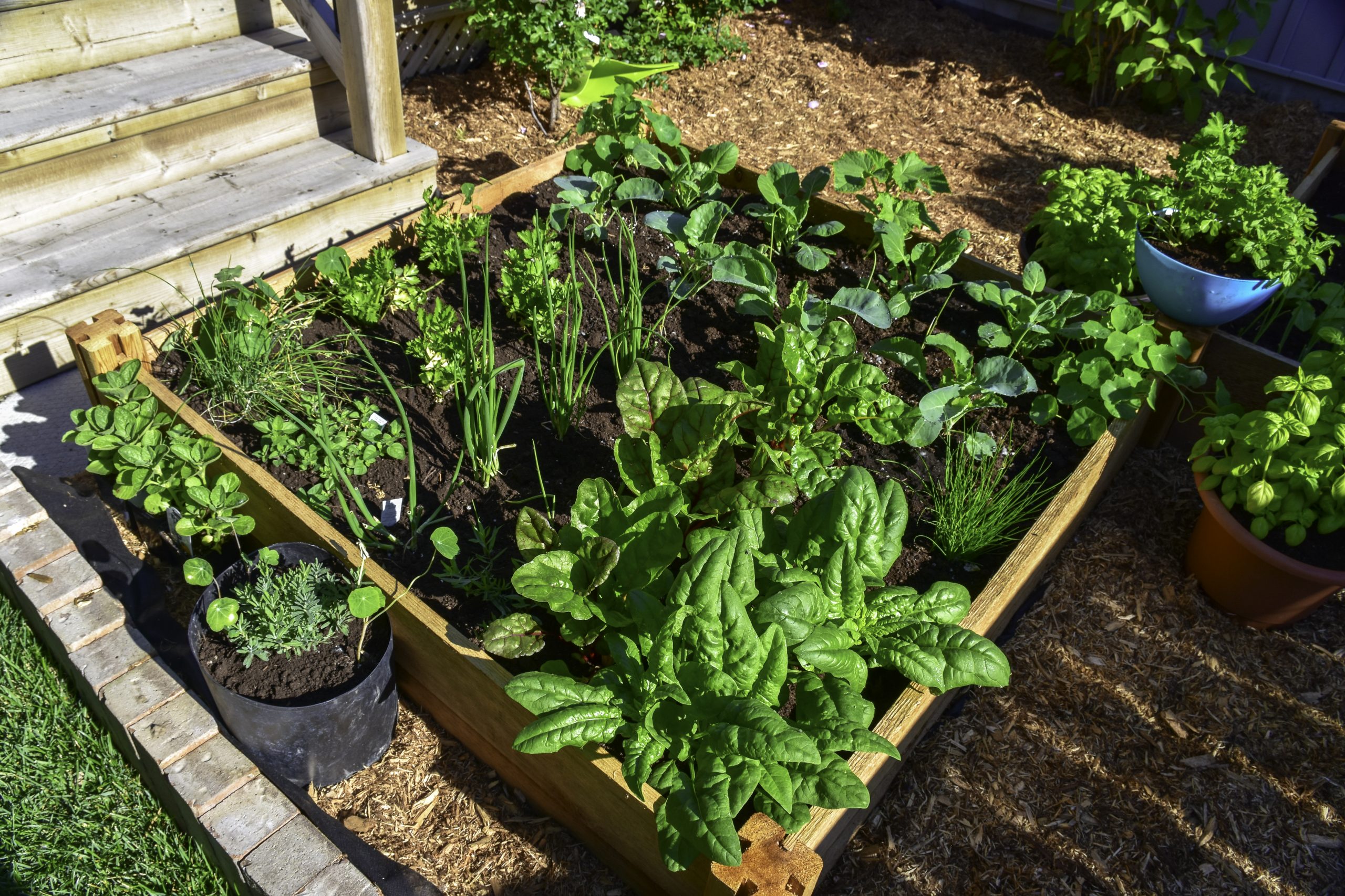 A Decorative Container Vegetable Garden
