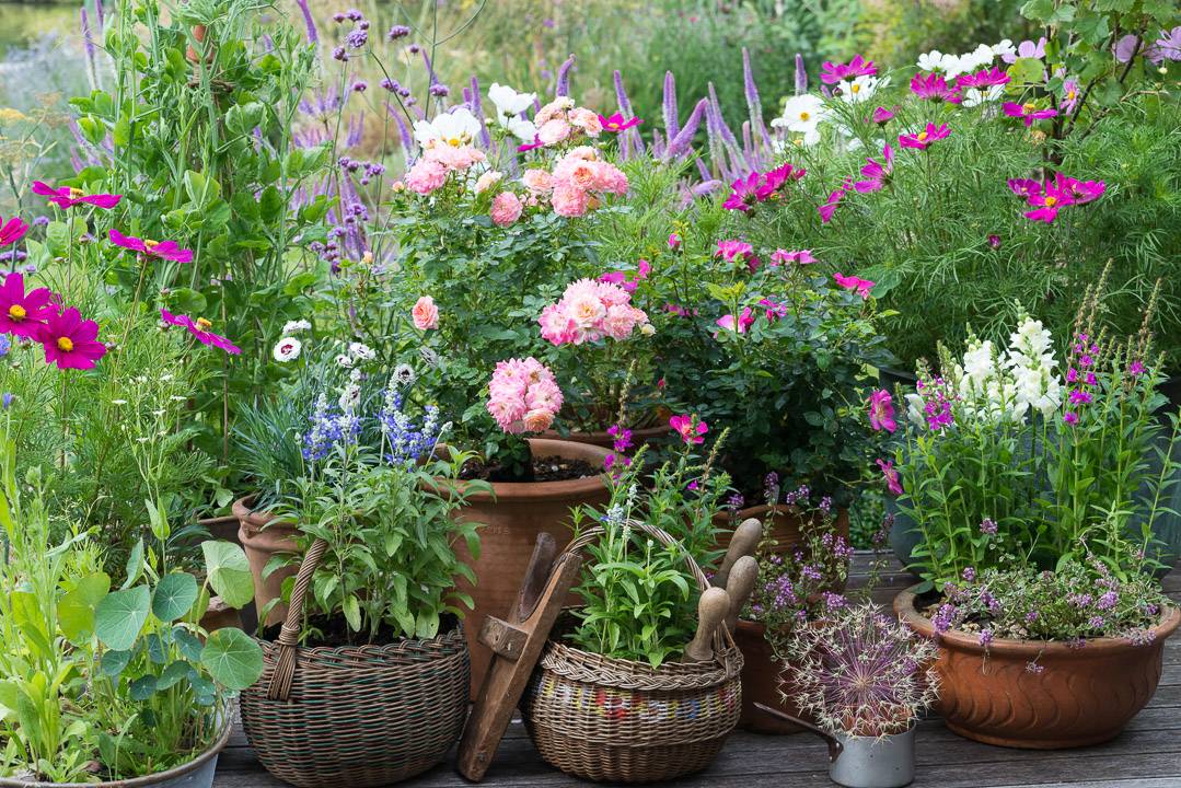 Large Container Gardening Containergardeningideas