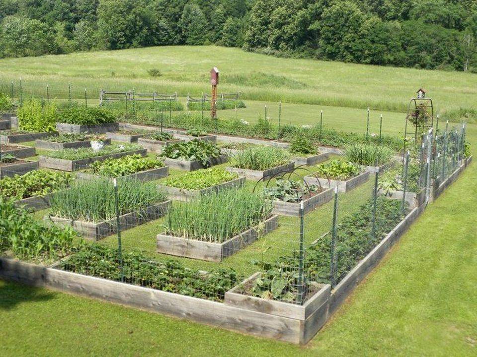 Backyard Vegetable Gardens