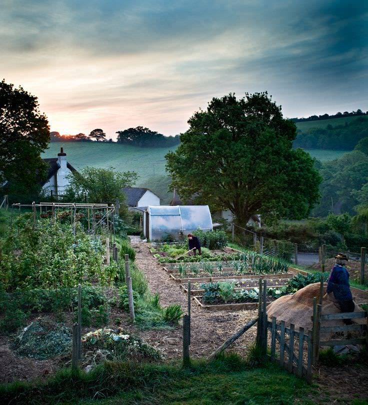 Vegetable Garden Garden Inspiration