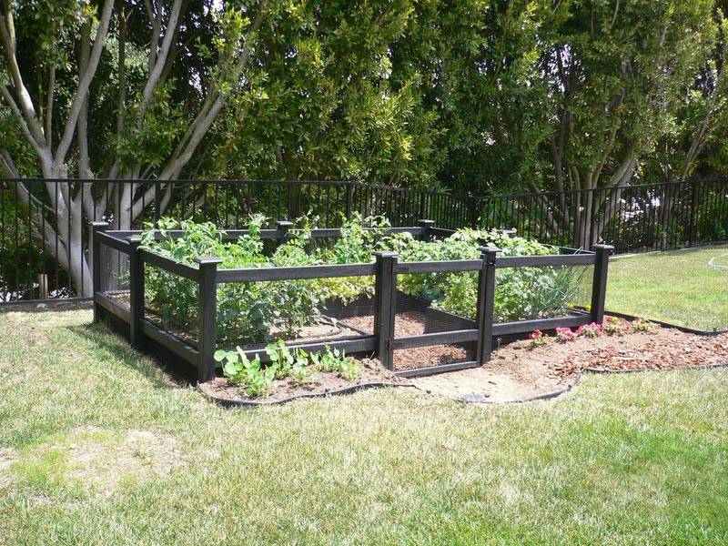 Vegetable Garden Fence Vegetable Garden