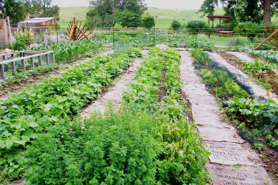 A Successful Vegetable Garden