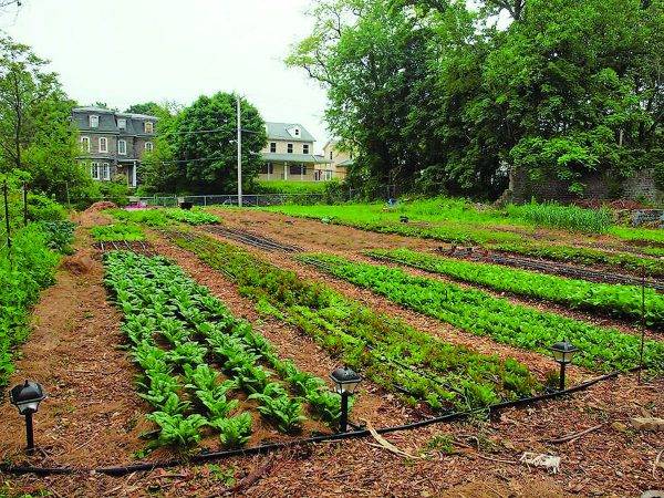 Herb Vegetable Garden Ideas Yard Surfer